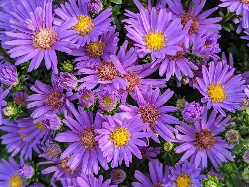 Fall Aster - 10" Believer