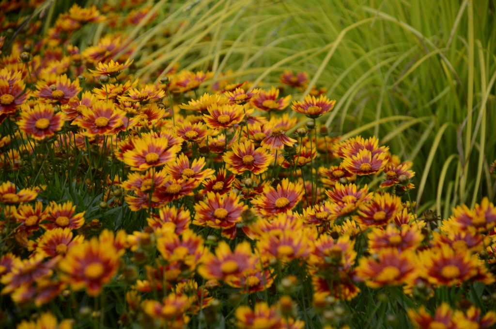 Coreopsis 'Daybreak' 1 gal