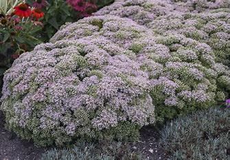 Stonecrop - Sedum 'Pure Joy' 8" PW