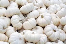 Fall Pumpkins - Mini White