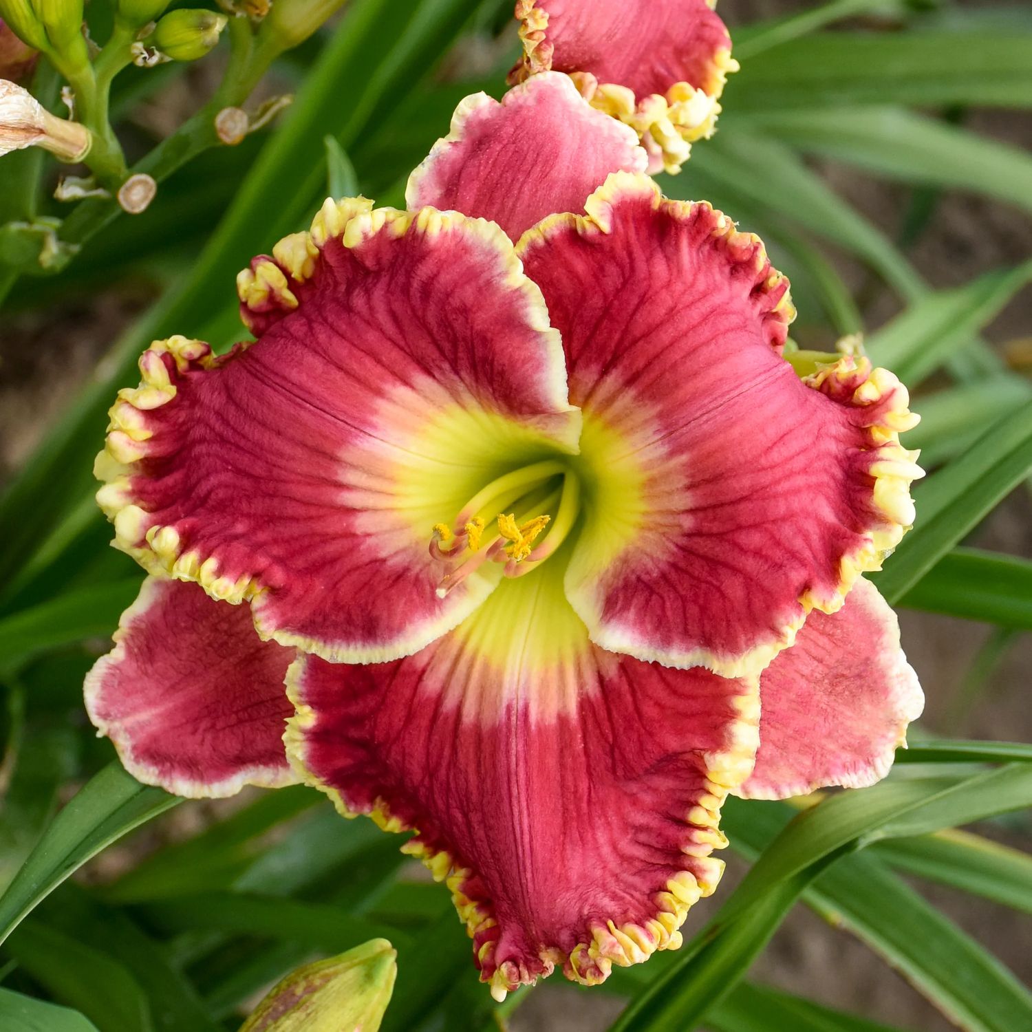 Daylily - Hemerocallis 'Born to Run' 1 gal
