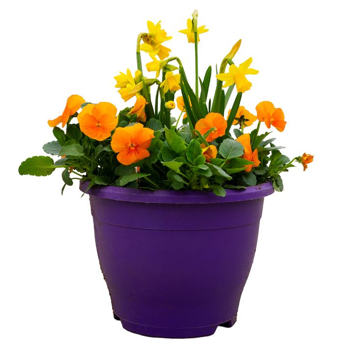 Pansy/Viola + Daffodil 8" Planter Mixed Colours