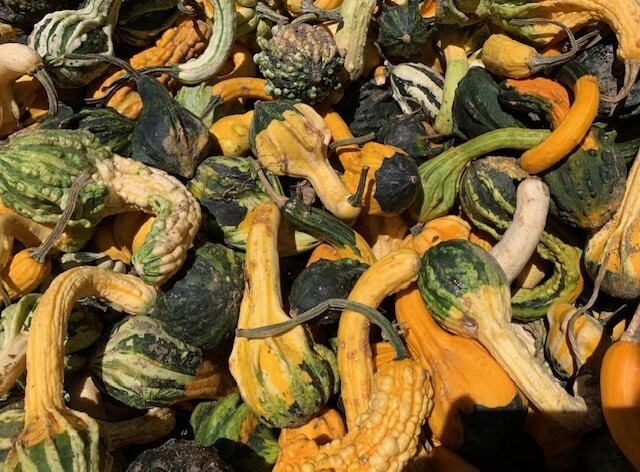 Fall Gourds - Small