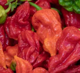 Hot Pepper 'Ghost' 4"