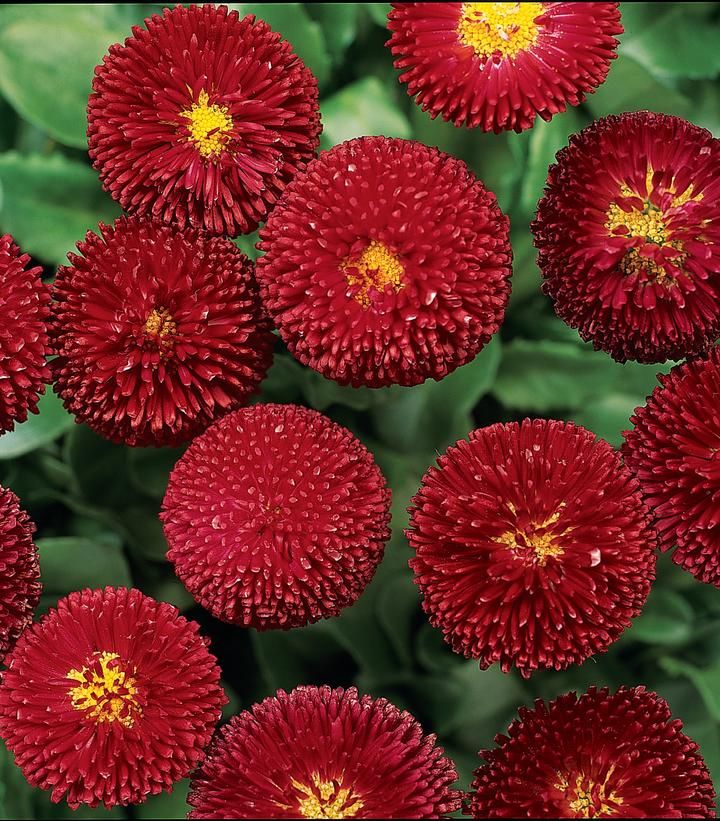 English Daisy 'Bellissima Red' 4"