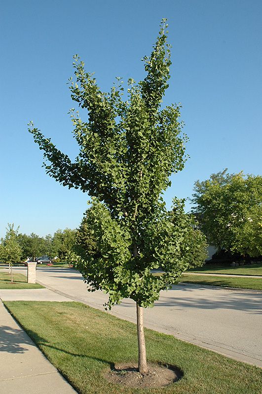Maidenhair Tree 'Fairmont' (Ginkgo) 7' Potted
