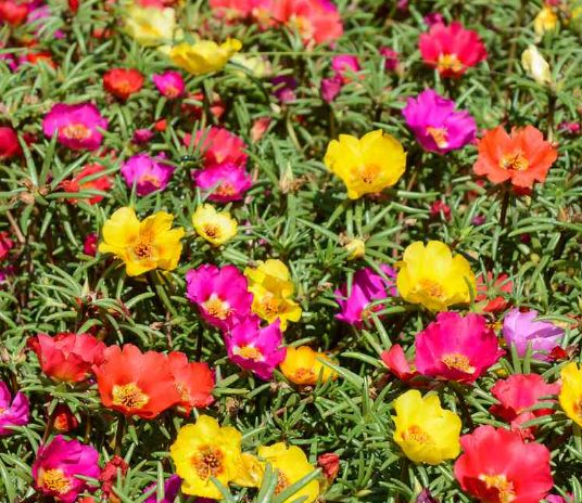 Portulaca Assorted - 4 Cell Pack