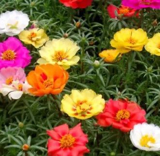 Portulaca Assorted - 4 Cell Pack