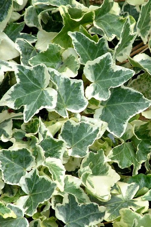 English Ivy 'Variegated' 4"