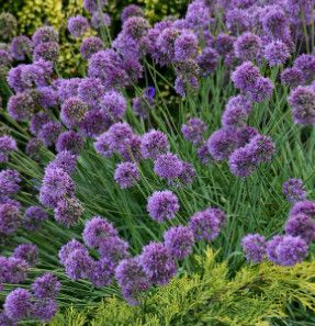 Allium 'Medusa' 2 gal