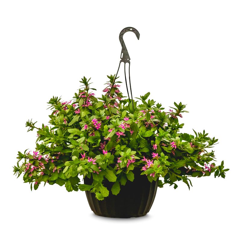 Fan Flower (Scaevola) 10" HB Assorted