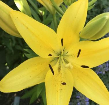 Asciatic Lily 'Pavia Yellow' - 1 gal