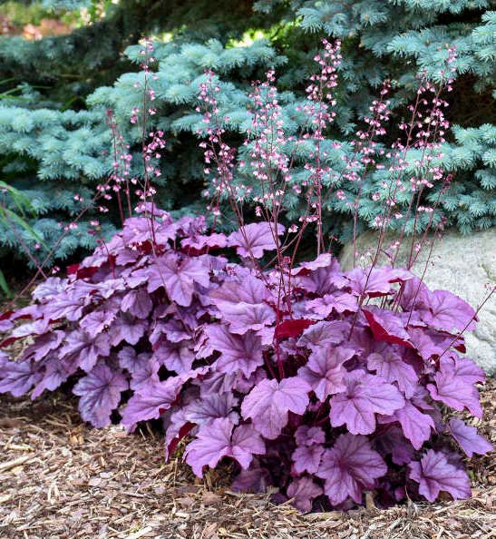 Coral Bells 'Heuchera Pink Panther' 1 gal