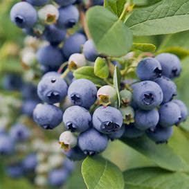 Blueberry - Vaccinium 'Spartan' 5 gal