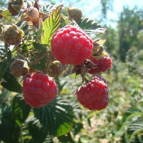 Raspberry 'Meeker' 1 gal