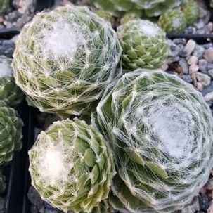 Hens and Chicks - Sempervivum Cobweb 4"