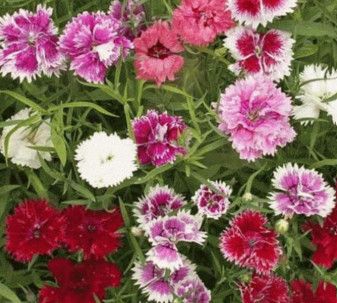 Dianthus 'Mix' - 4 Cell Pack