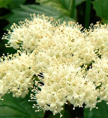 Viburnum dentatum 'Arrow Wood' 2 gal (native)