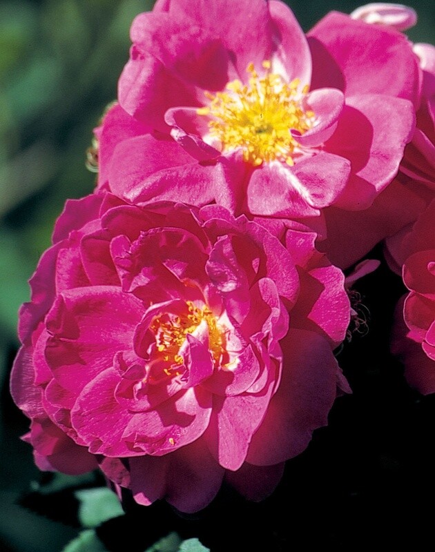 Rose 'John Cabot' 2 gal (Pink)