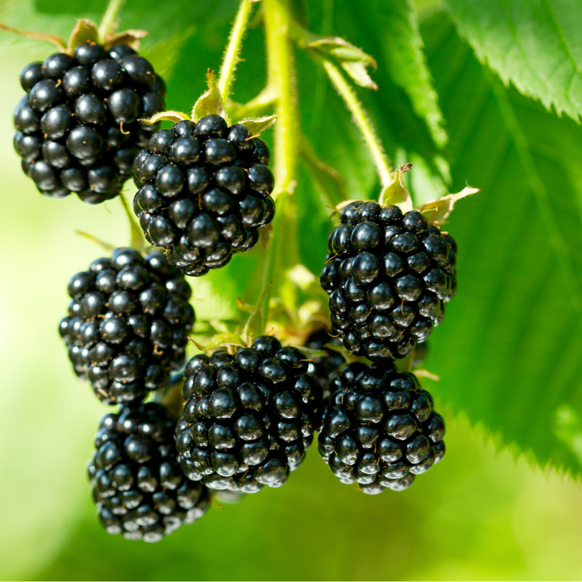 Blackberry 'Loch Ness' 1 gal