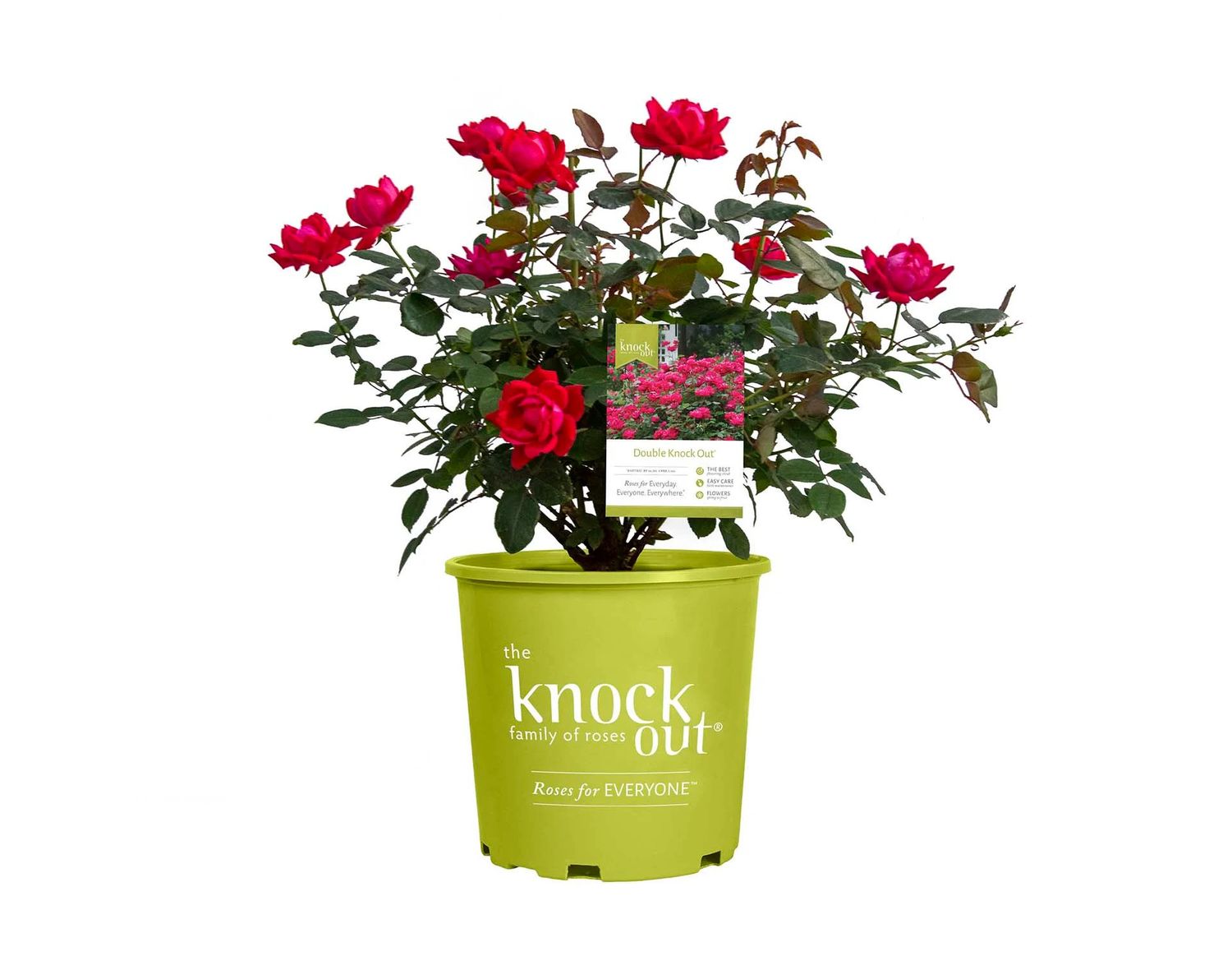 Rose 'Double Knock Out' 2 gal (Red)