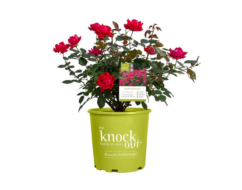 Rose 'Double Knock Out' 2 gal (Red)