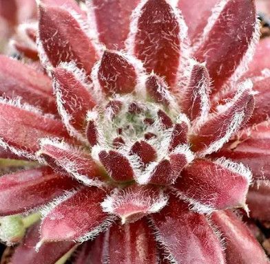Hens and Chicks - Sempervivum Cosmic Candy 1 qt