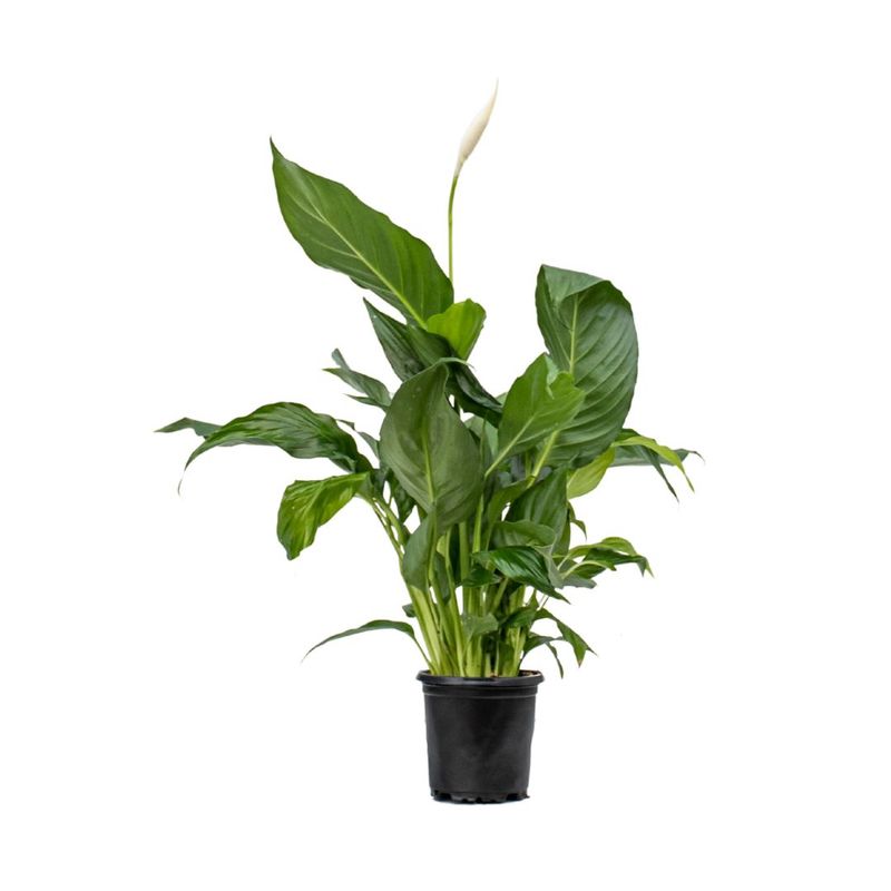 Spathiphyllum Peace Lily 4"