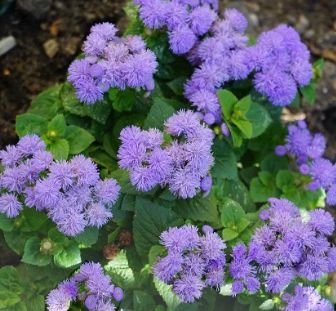 Ageratum 'Purple' - 4 Cell Pack