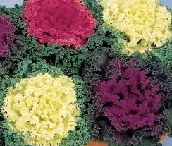 Flowering Kale 'Nagoya Mix' 2 cell pack