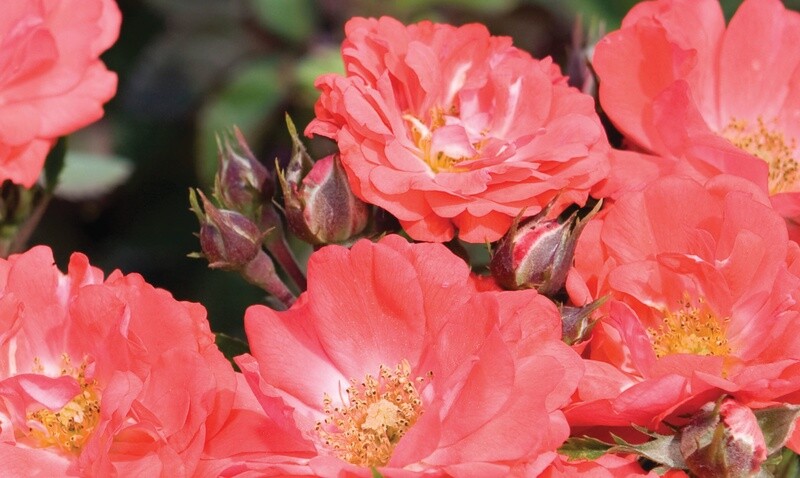 Rose 'Coral Drift' 2 gal