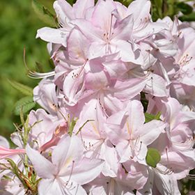 Azalea 'White Lights' 2 gal