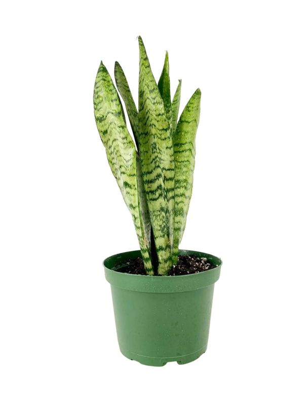 Sansevieria Assorted 3.5"