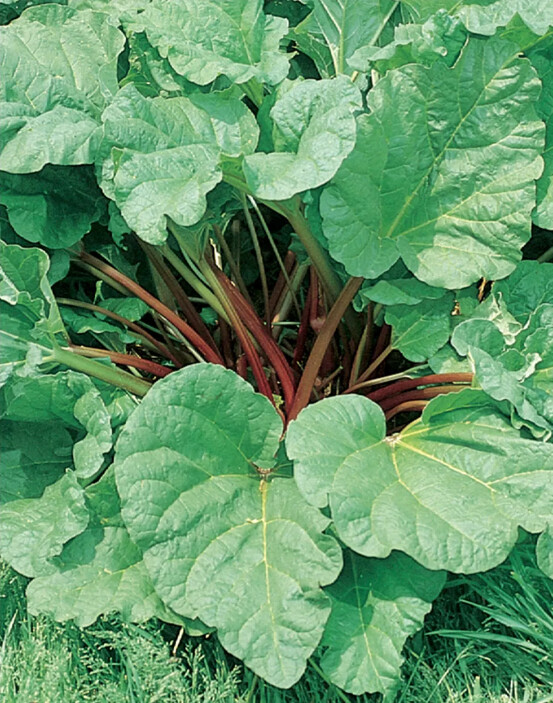 Rhubarb 1 gal