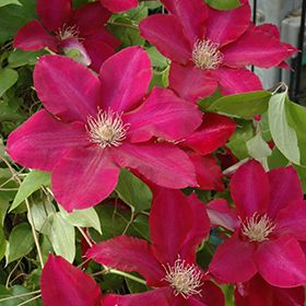 Clematis 'Rebecca' 1 gal