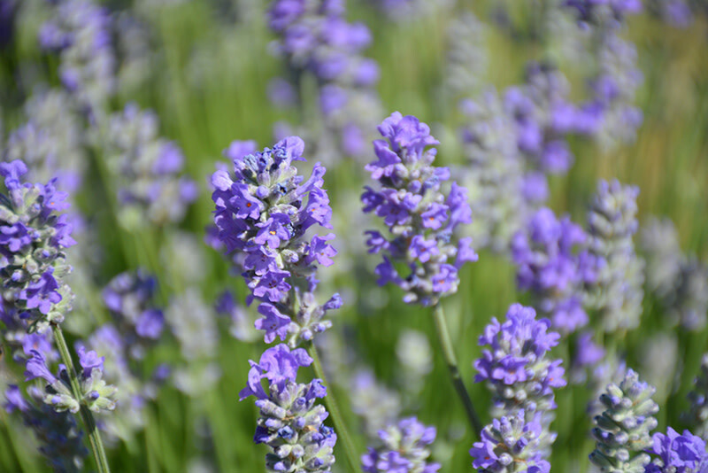 Lavender 'Munstead' 2 gal GS