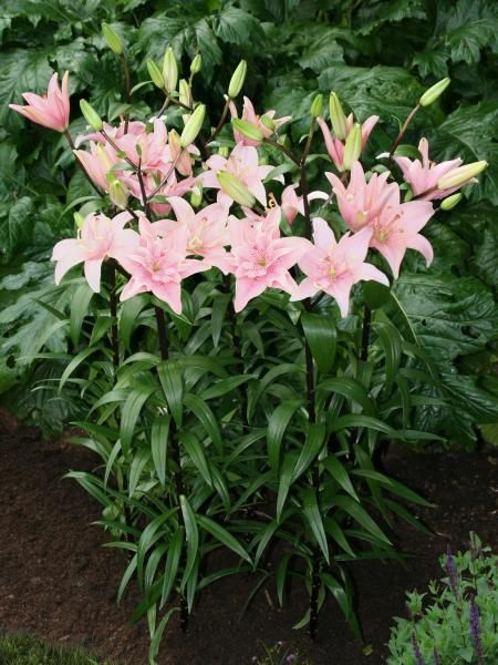Asiatic Lily 'Kiss Elodie' 1 gal