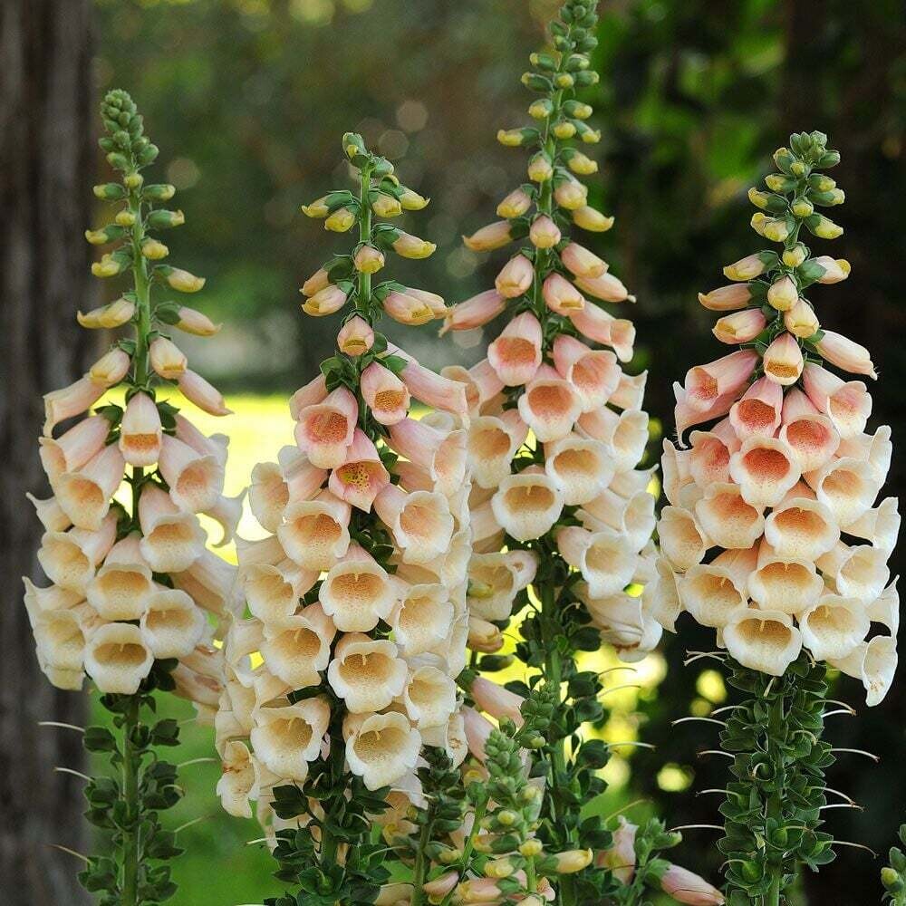 Foxglove 'Digitalis Dalmation Peach' 2 gal GS