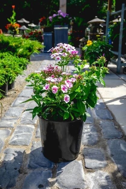 Garden Phlox 'Flame' Assorted 2 gal GS