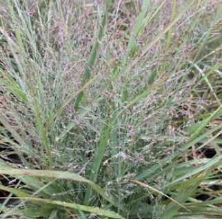 Switch Grass 'Panicum Gunsmoke' - 1 gal