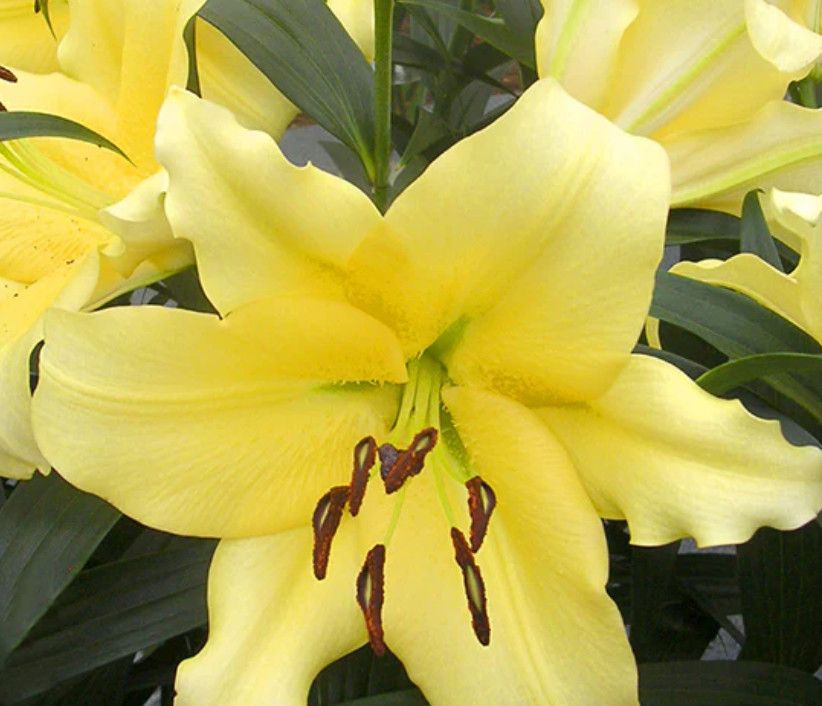 Lily 'Orienpet Outback' 1 Gal
