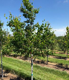 Serviceberry 'Autumn Brilliance' 6-7' Single Stem Potted