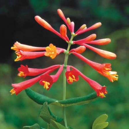 Honeysuckle Vine 'Major Wheeler' 1 gal
