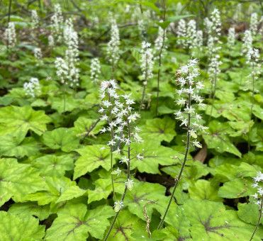 Foam FlowerTiarella 'Cordifolia' 1 Gal