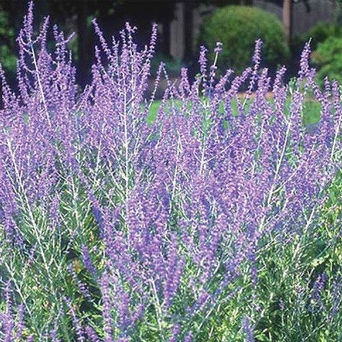 Perovskia 'Compact Bluesette' Russian Sage 2 gal GS