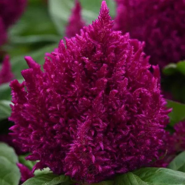 Celosia 'First Flame Purple' 6" pot