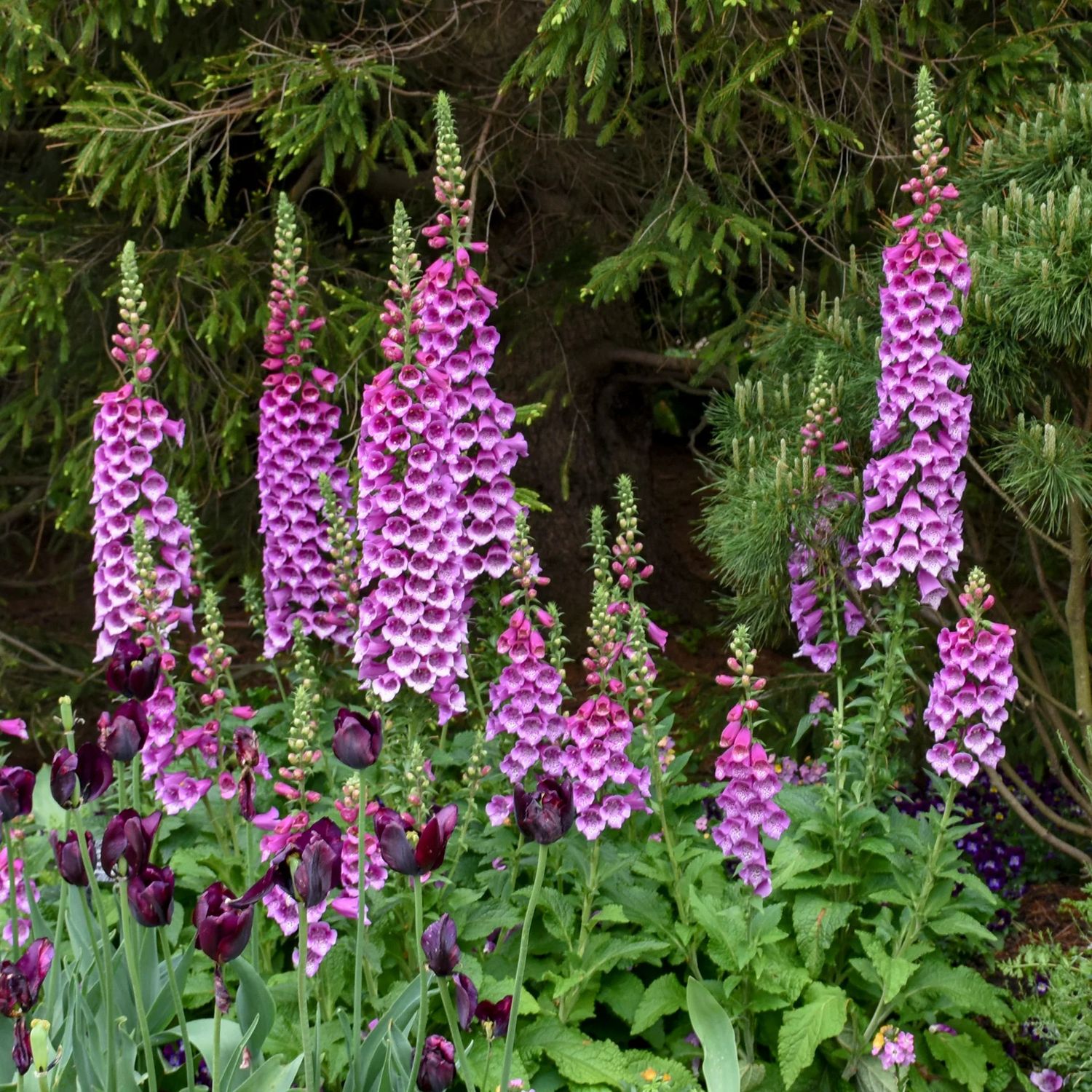 Foxglove 'Digitalis Dalmation Purple' 2 gal GS