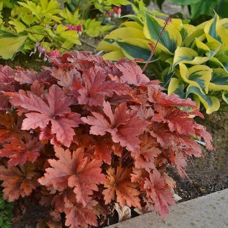 Heucherella 'Hopscotch' 1 gal PW