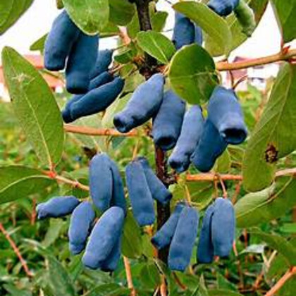 Lonicera 'Berry Blue' Haskap 1 gal