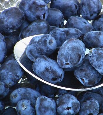 Lonicera 'Borealis' Haskap 1 gal